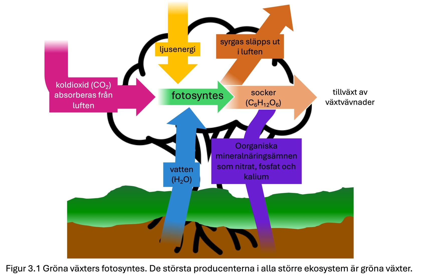 green-plant-photosynthesis.jpeg