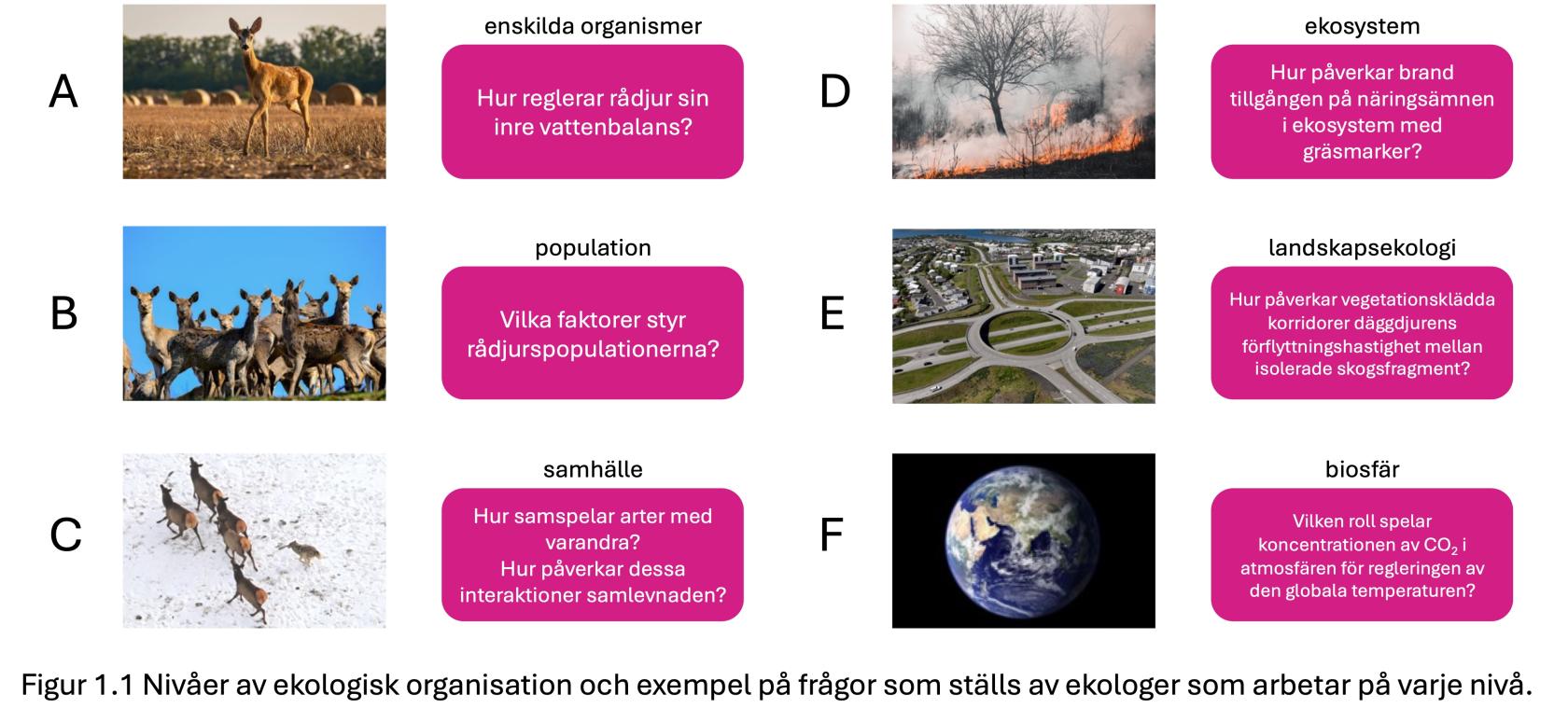 Ecosystems-overview.jpeg