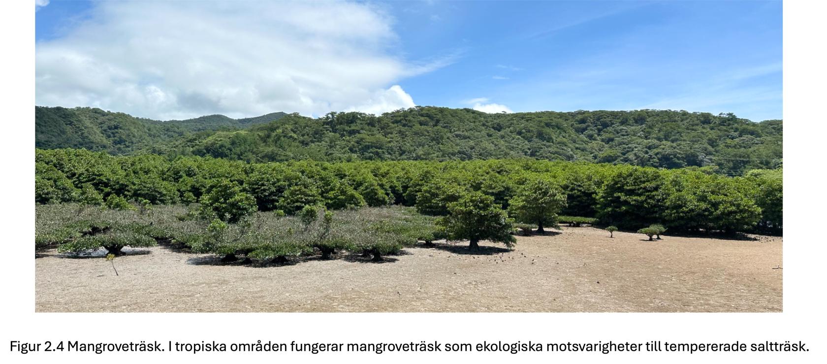 mangrove.jpeg